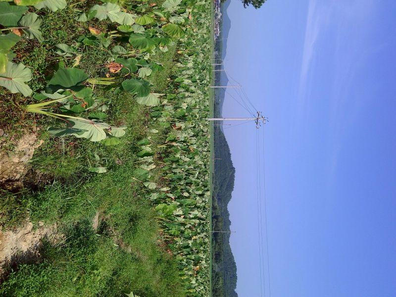 红芋4厘米以上，都是好货
