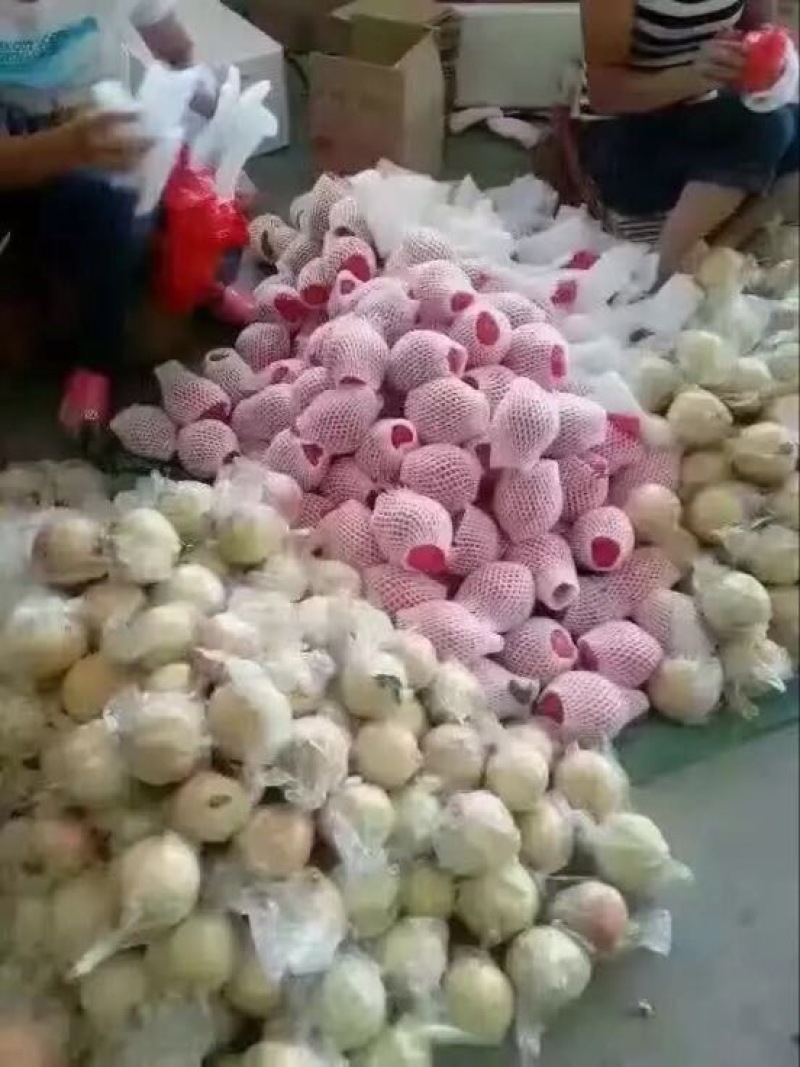 云南石榴3两~5两