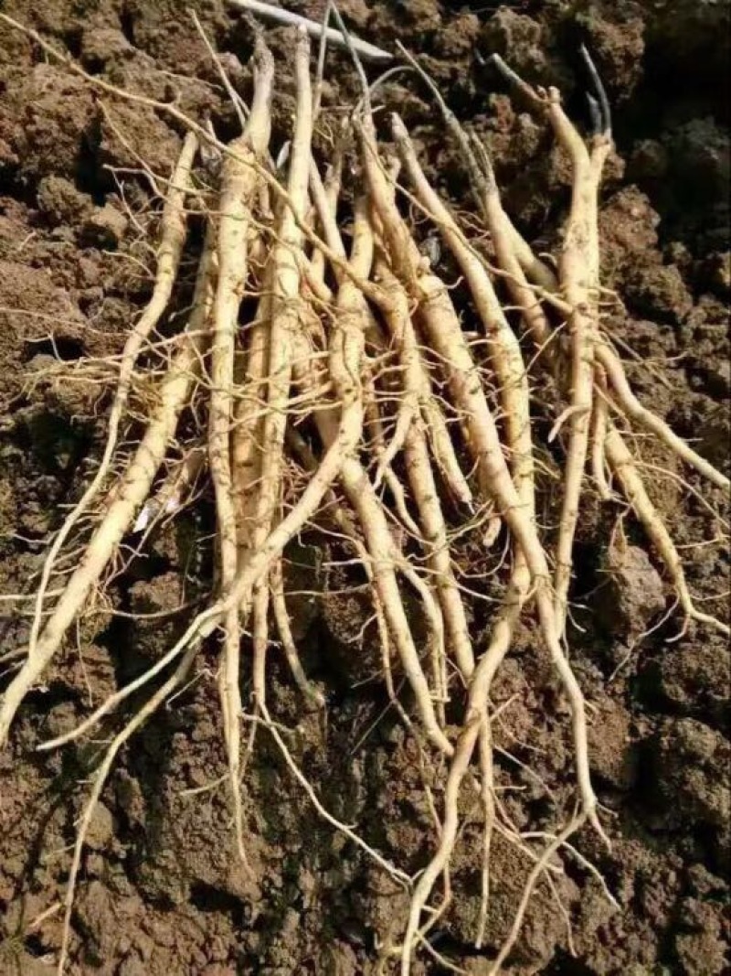 油牡丹苗10~20cm