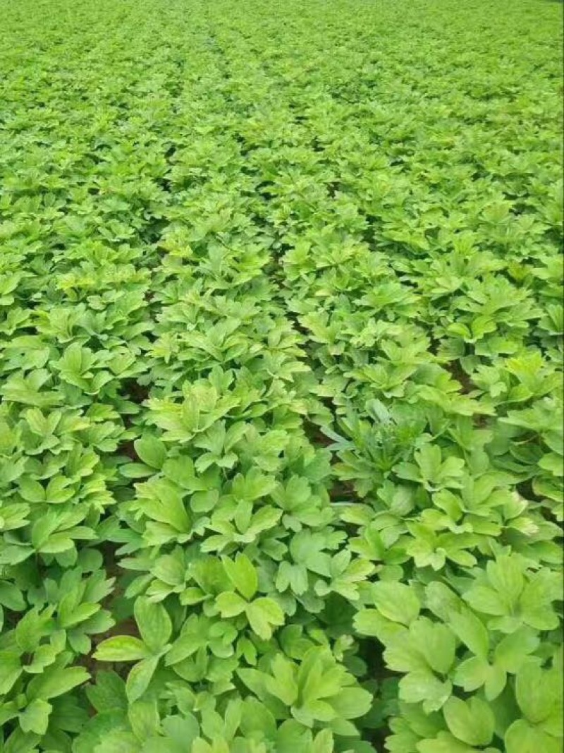 油牡丹苗10~20cm