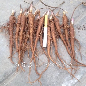 白芍种苗