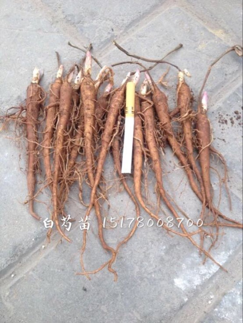 白芍种苗