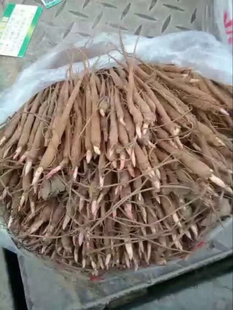 白芍种苗