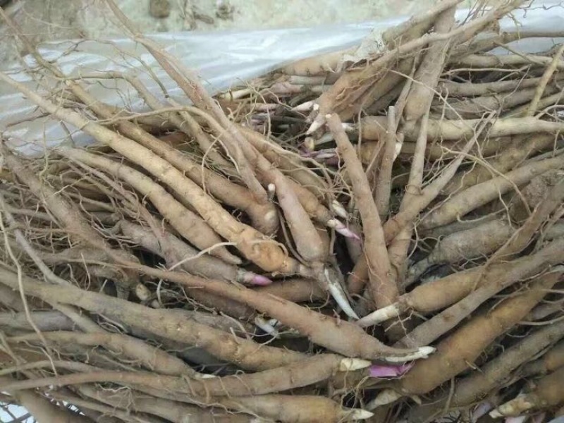 白芍种苗