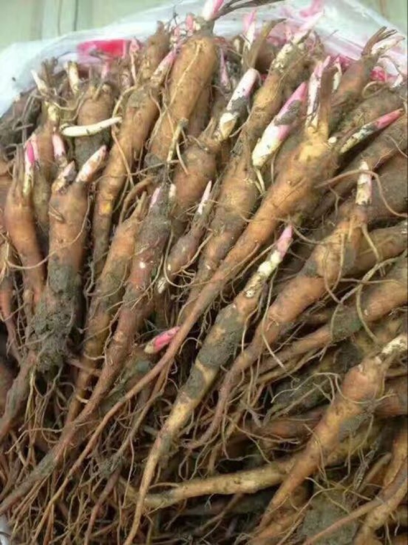 白芍种苗