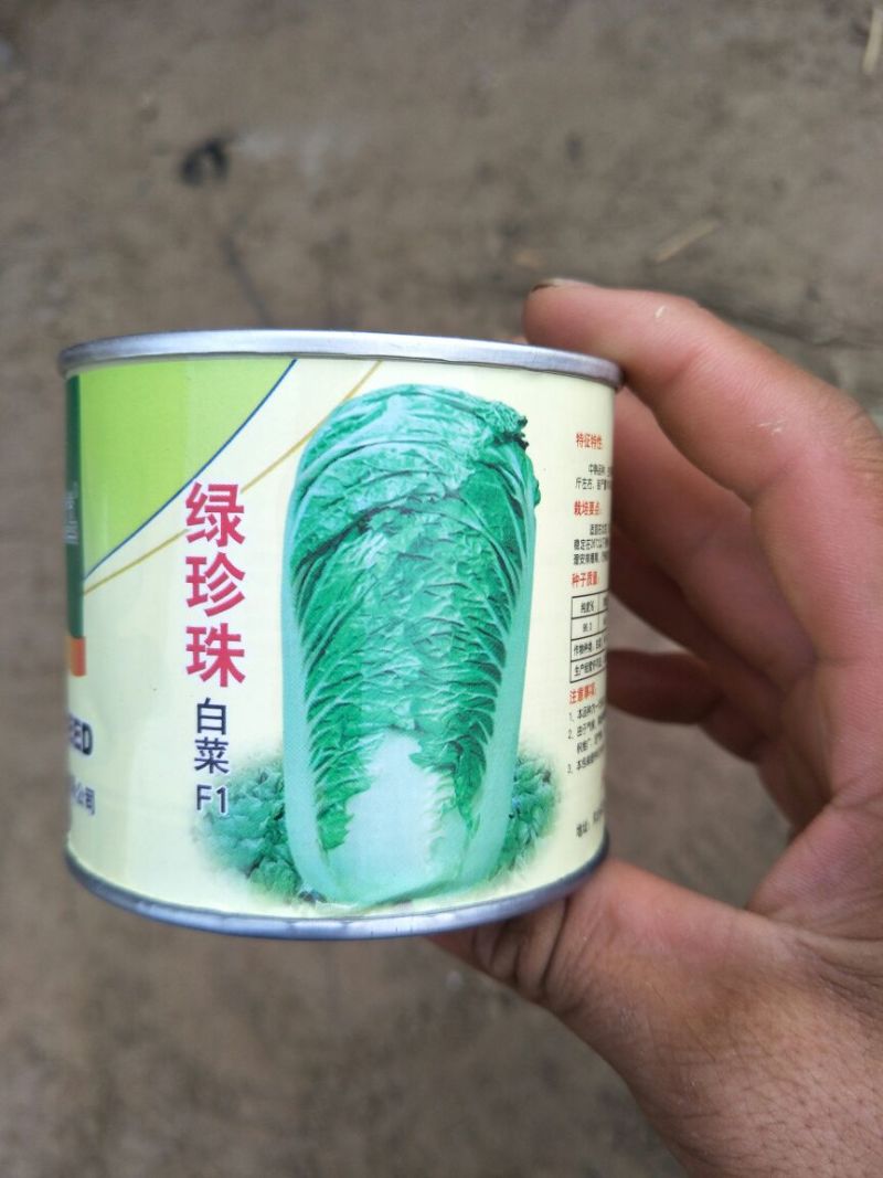 大白菜种子