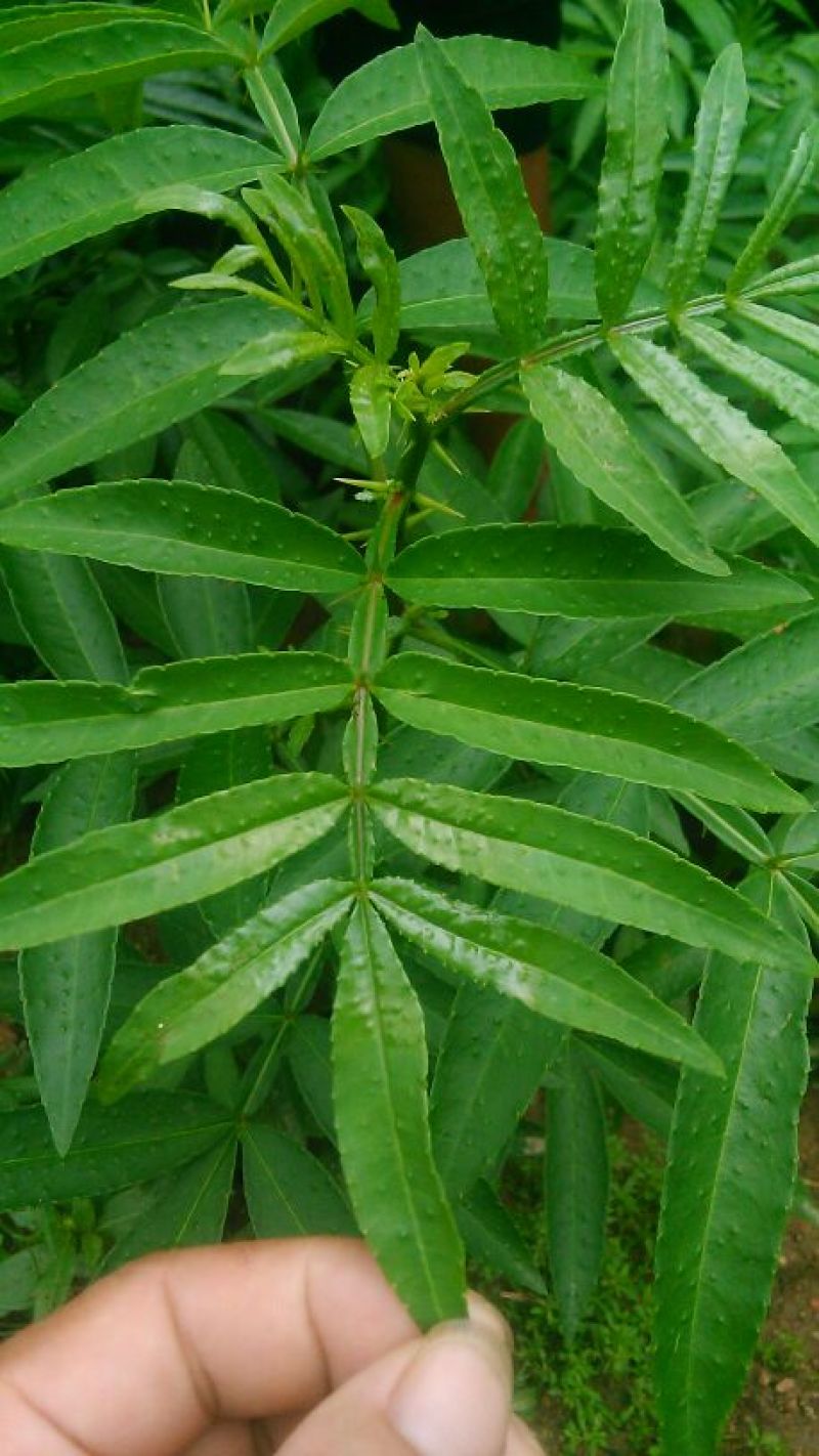 花椒苗九叶青花椒苗自家种植