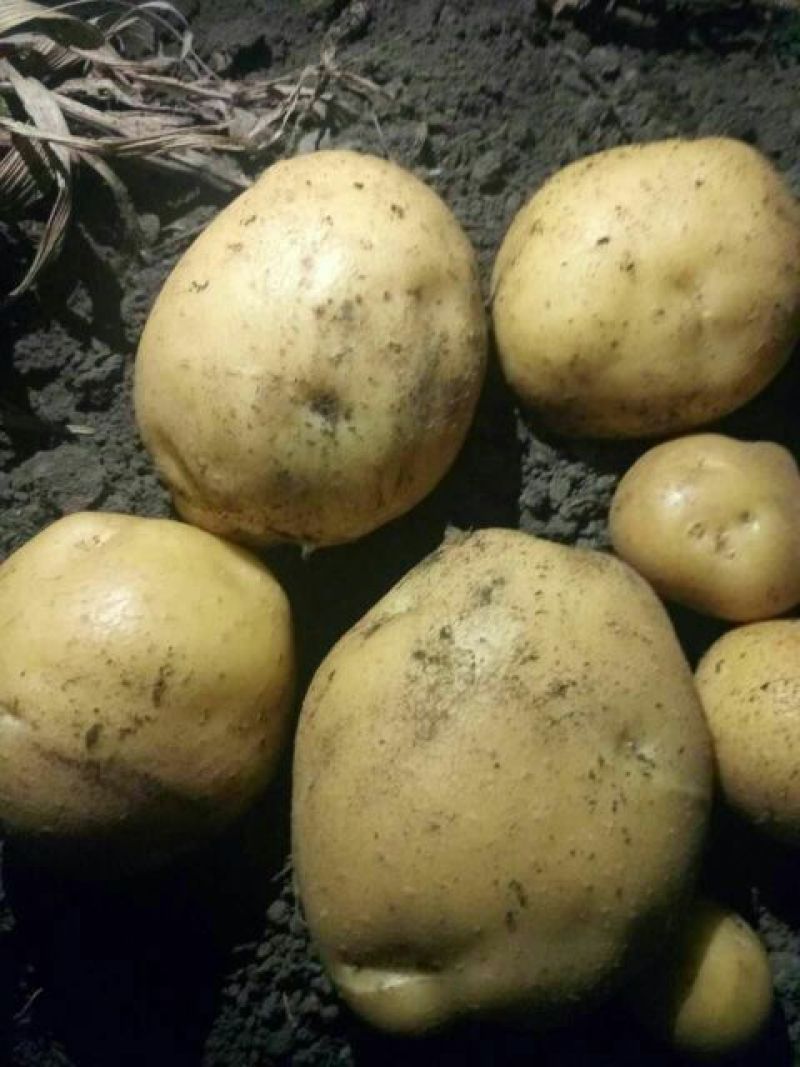 尤金885土豆通货2两以上