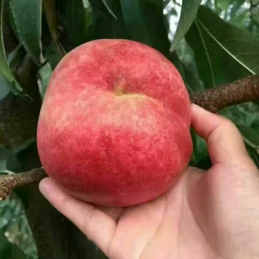 中秋蜜桃树苗80cm以上