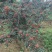 花椒苗1~2年