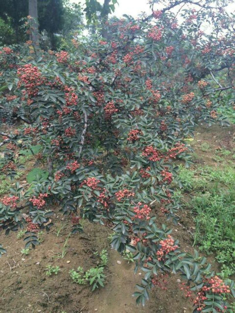 花椒苗1~2年