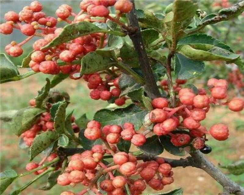 花椒苗1~2年
