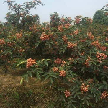 花椒苗1~2年