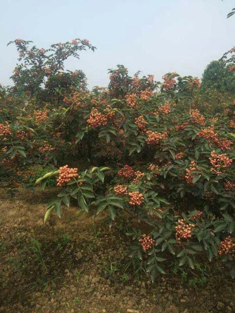花椒苗1~2年