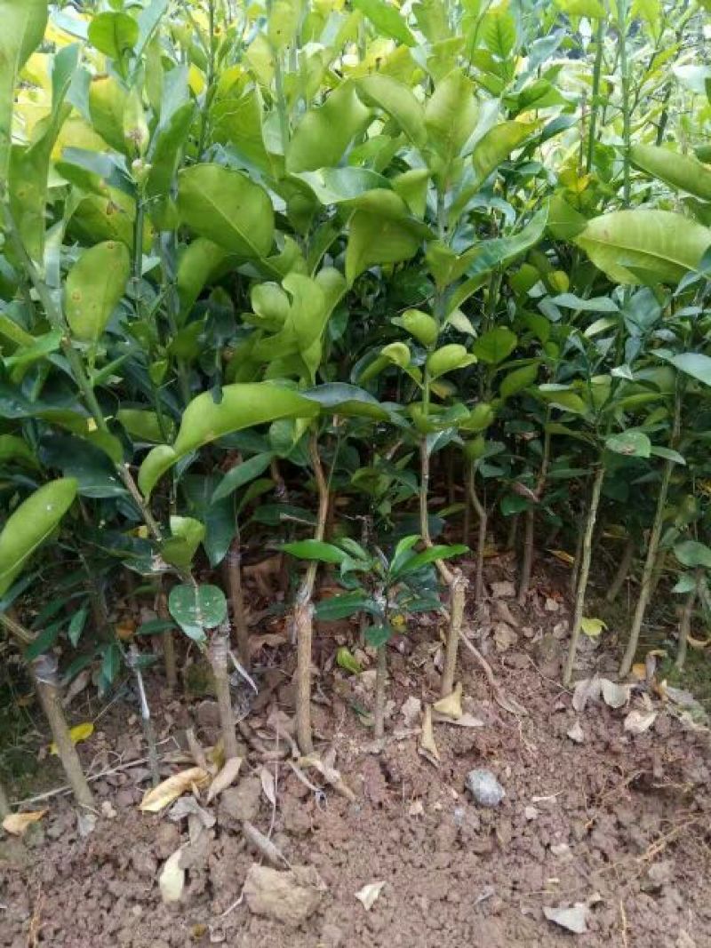 三红蜜柚苗0.5~0.8m0.8~1cm