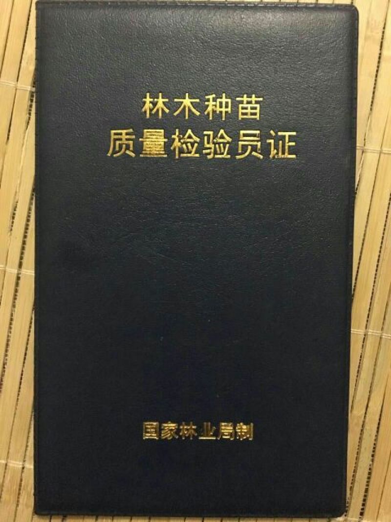 三红蜜柚苗0.5~0.8m0.8~1cm