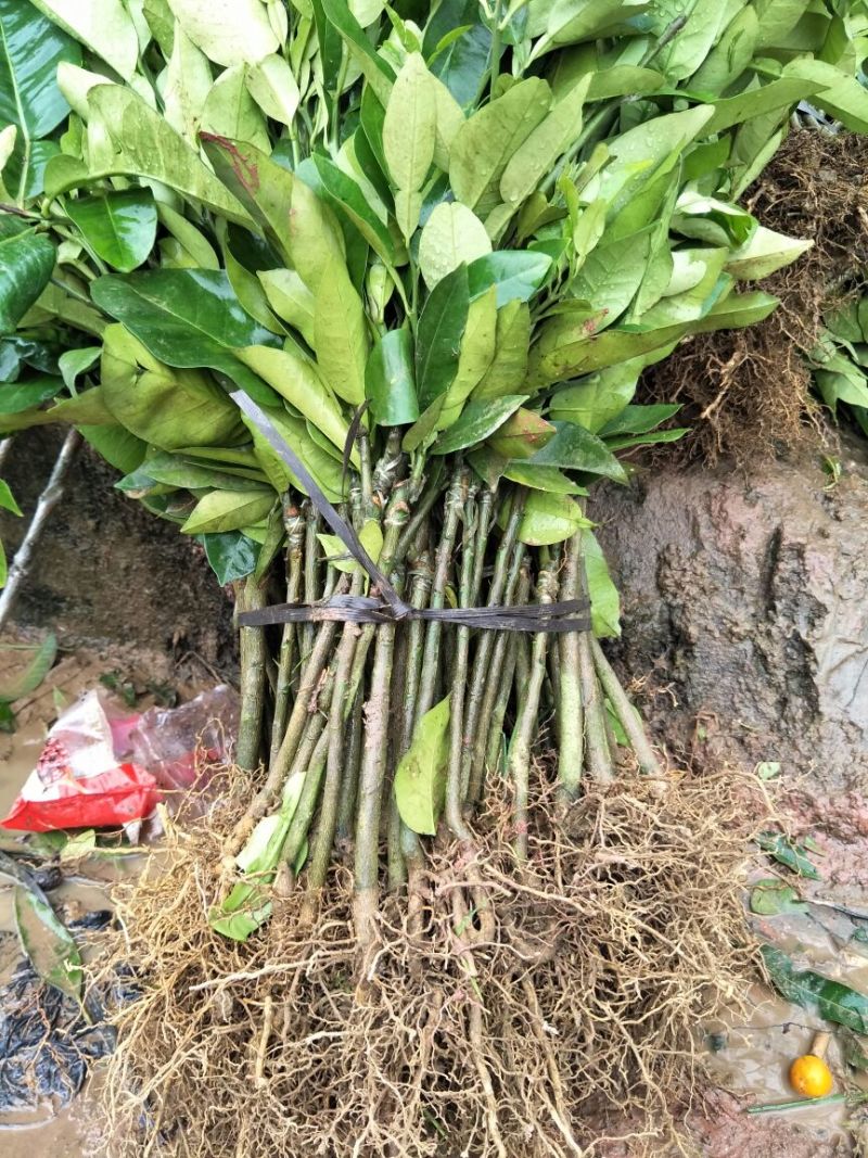 三红蜜柚苗0.5~0.8m0.8~1cm