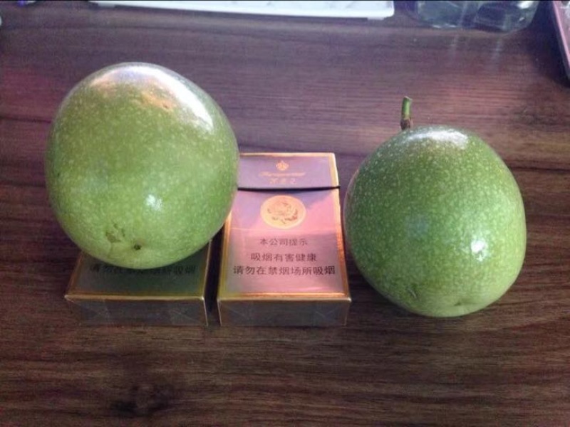 哥伦比亚黄金百香果种苗10~20cm