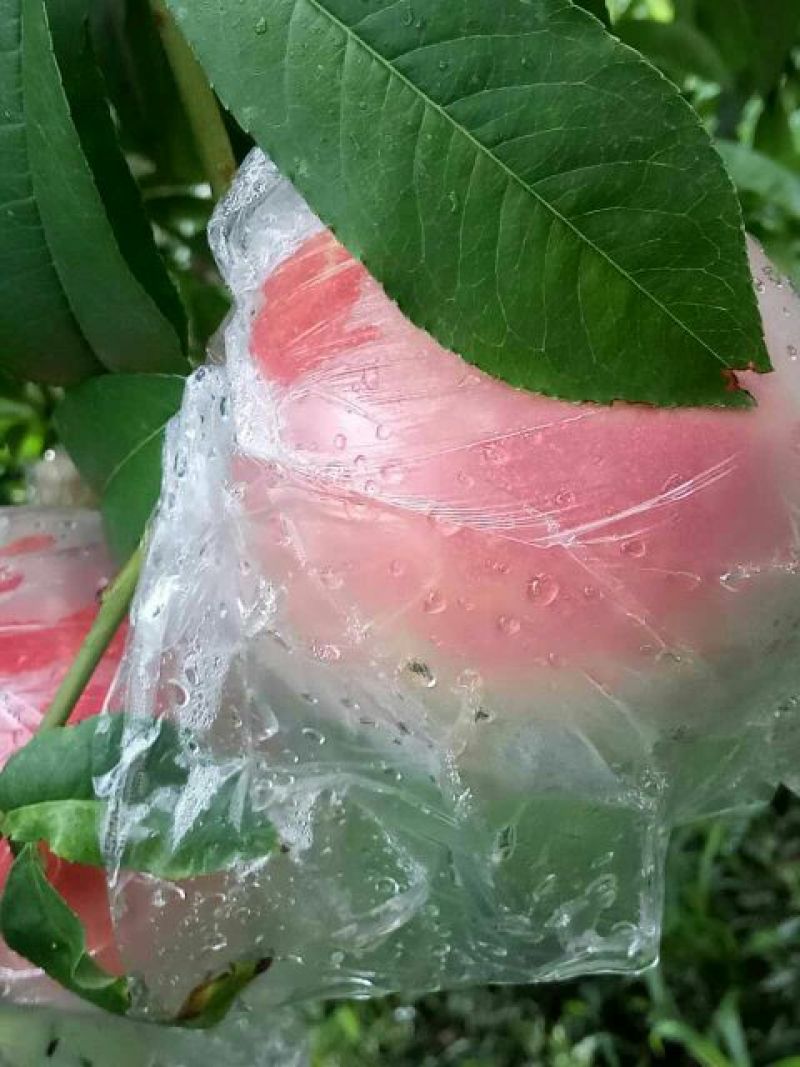 阿布白桃80mm以上