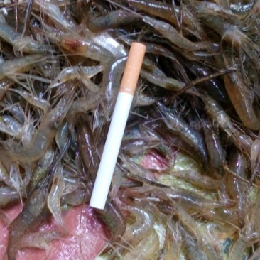 河虾冰鲜虾26~30只/kg
