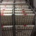 马冈鹅苗250g以下