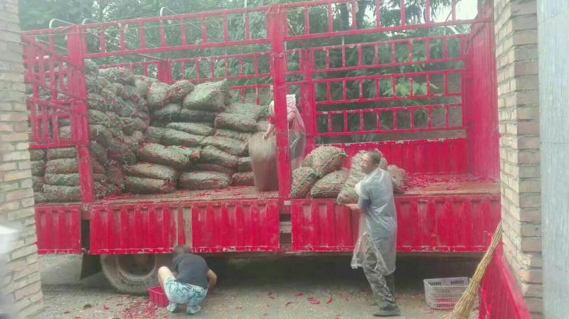 线椒15~20厘米红中辣