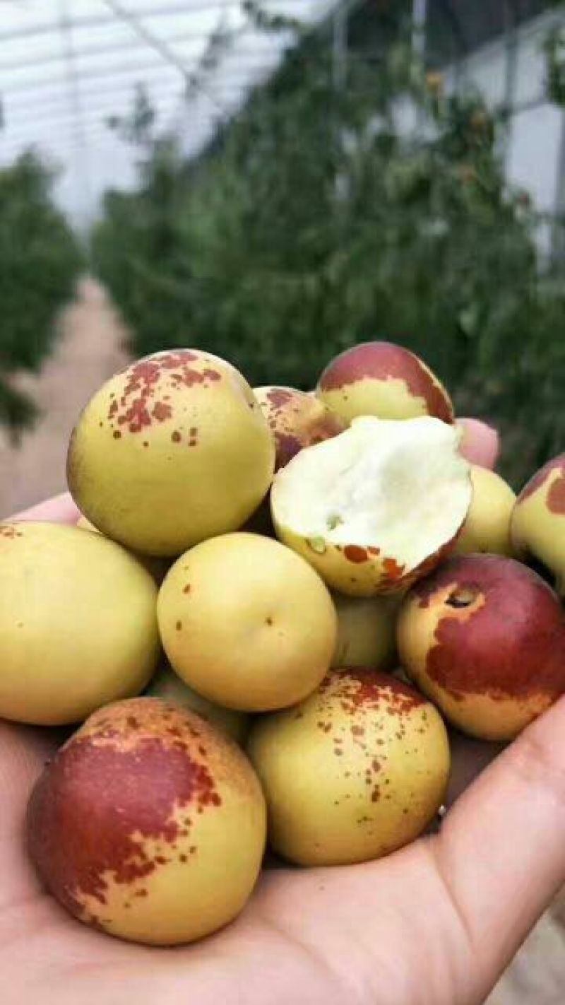 大荔冬枣嘎嘣脆基地大量现货供应货源充足欲购从速