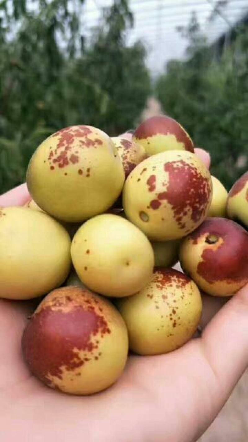 大荔冬枣嘎嘣脆基地大量现货供应货源充足欲购从速