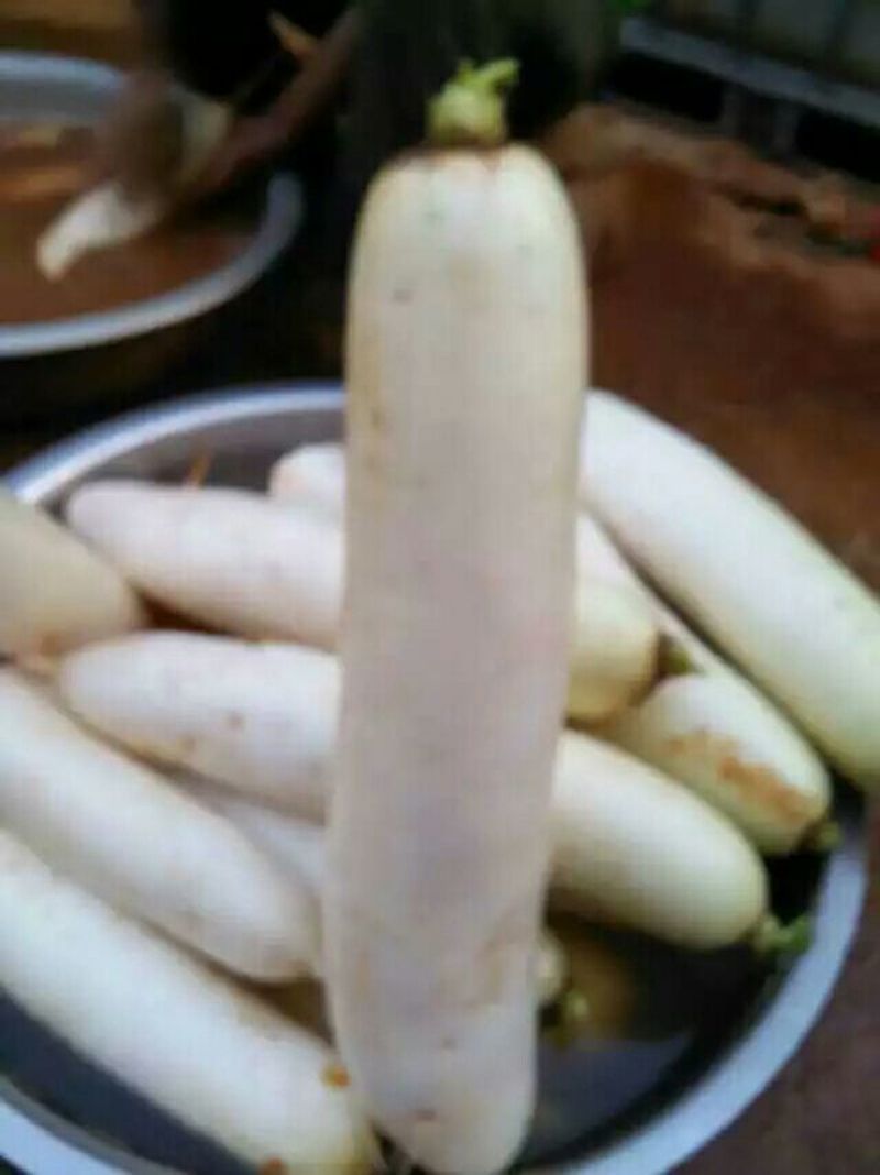 白萝卜1~1.5斤起