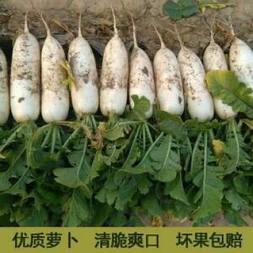 白萝卜1~1.5斤起