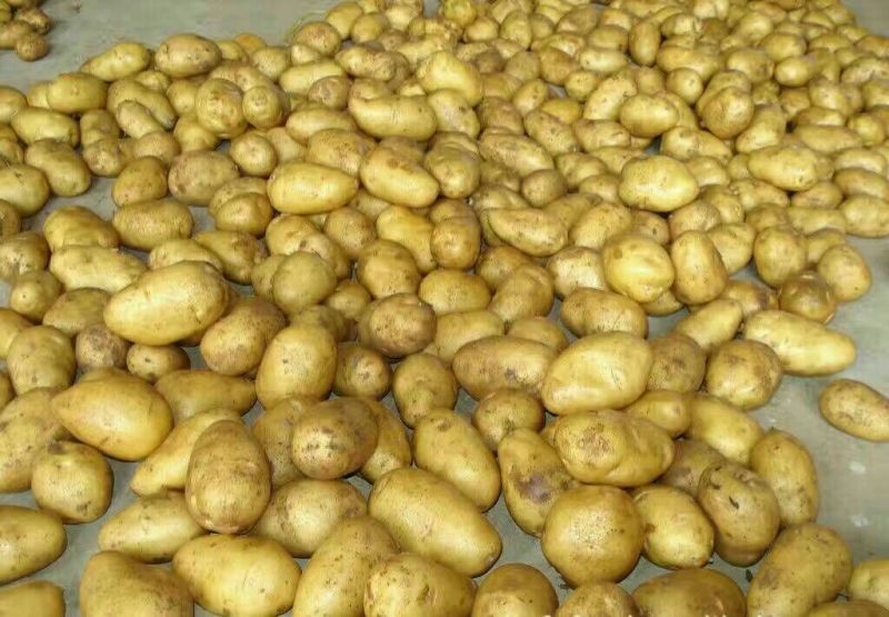 【品质保障】荷兰十五土豆产地直供3两以上全国发货