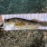 班桂鱼10~20cm活鱼
