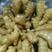 山东优质生姜5两以上小黄姜姜种大量供应产地直发对接全
