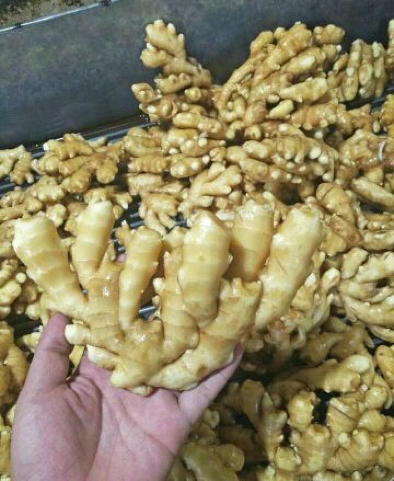 山东优质生姜5两以上小黄姜姜种大量供应产地直发对接全