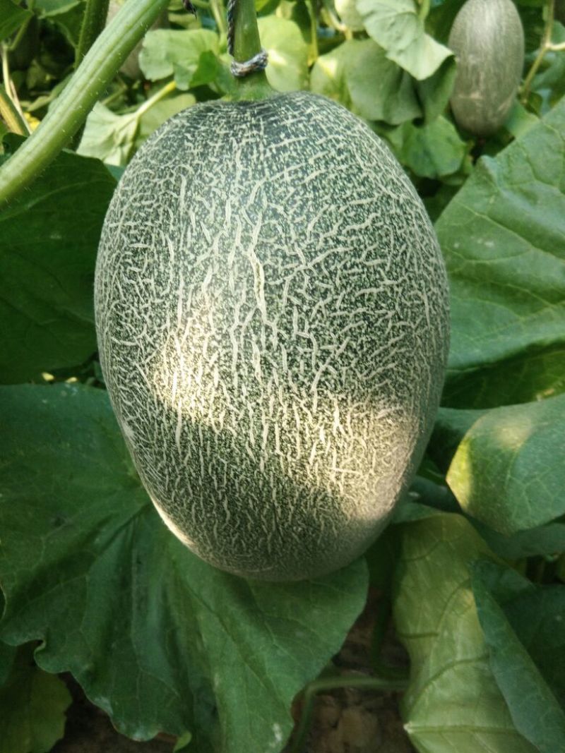 西州蜜瓜5斤以上长形