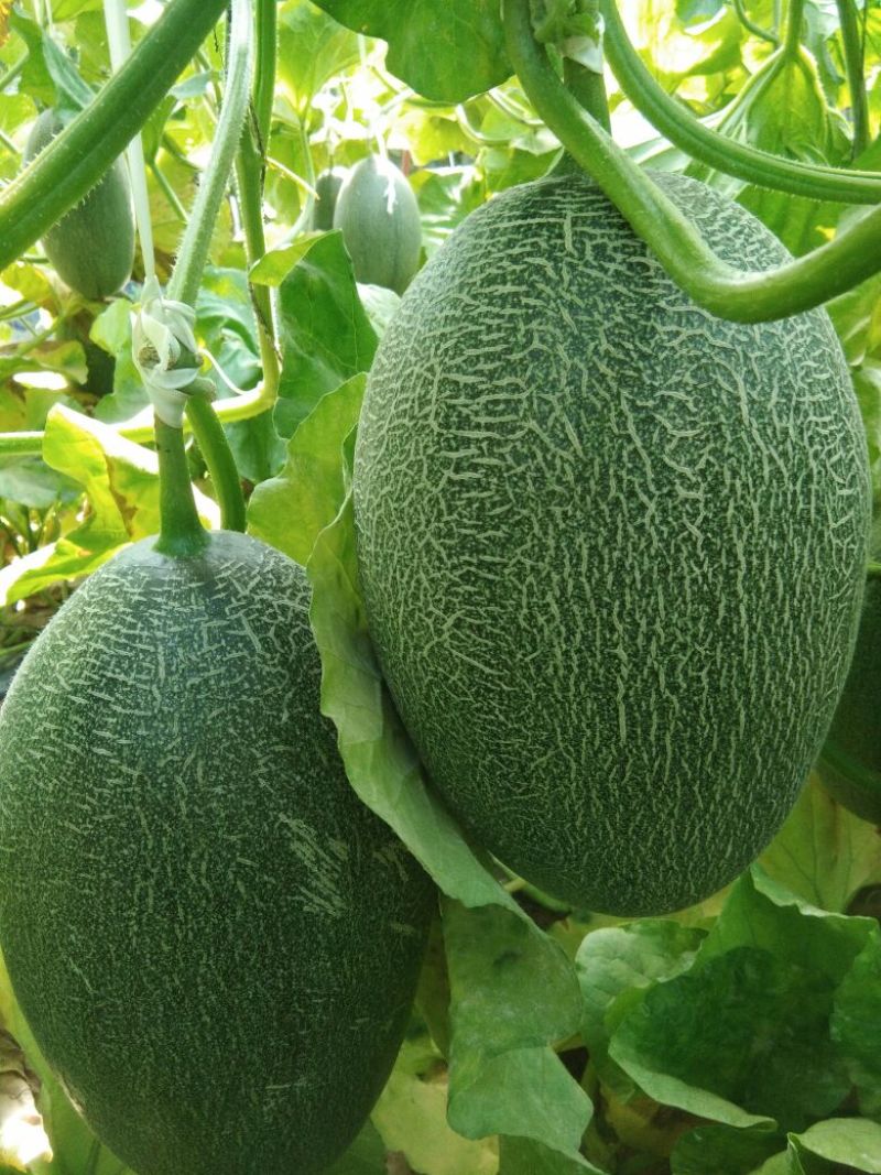 西州蜜瓜5斤以上长形