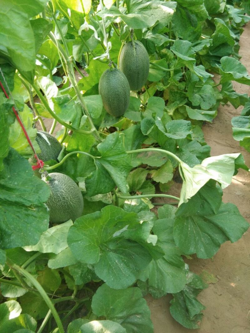 西州蜜瓜5斤以上长形