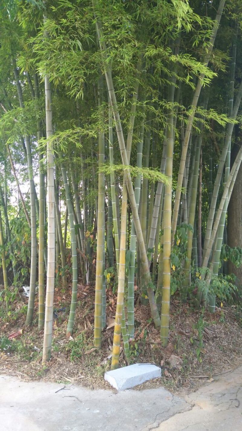 毛竹6cm以上5~6米