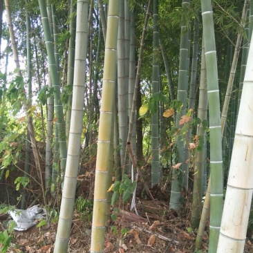 毛竹6cm以上5~6米