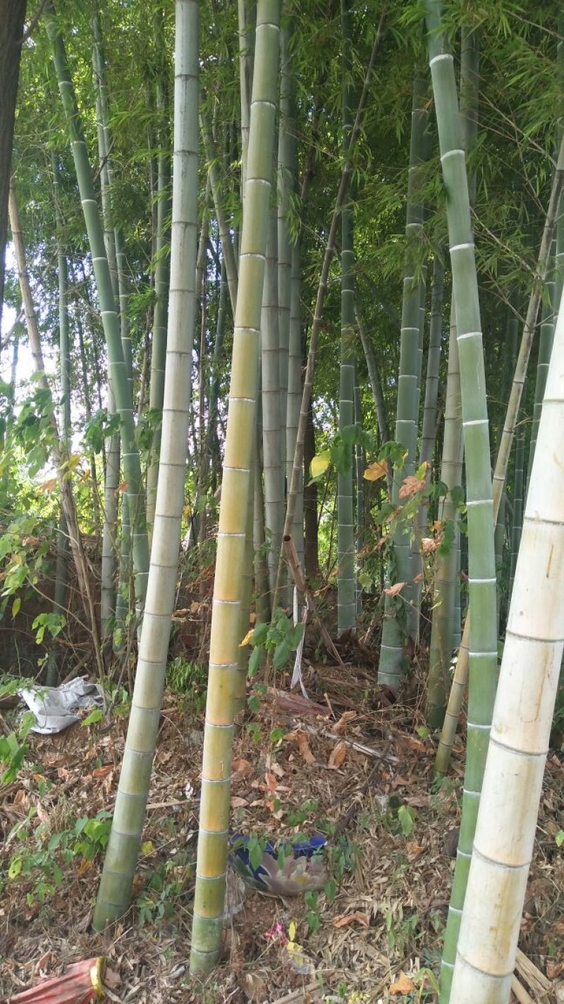 毛竹6cm以上5~6米