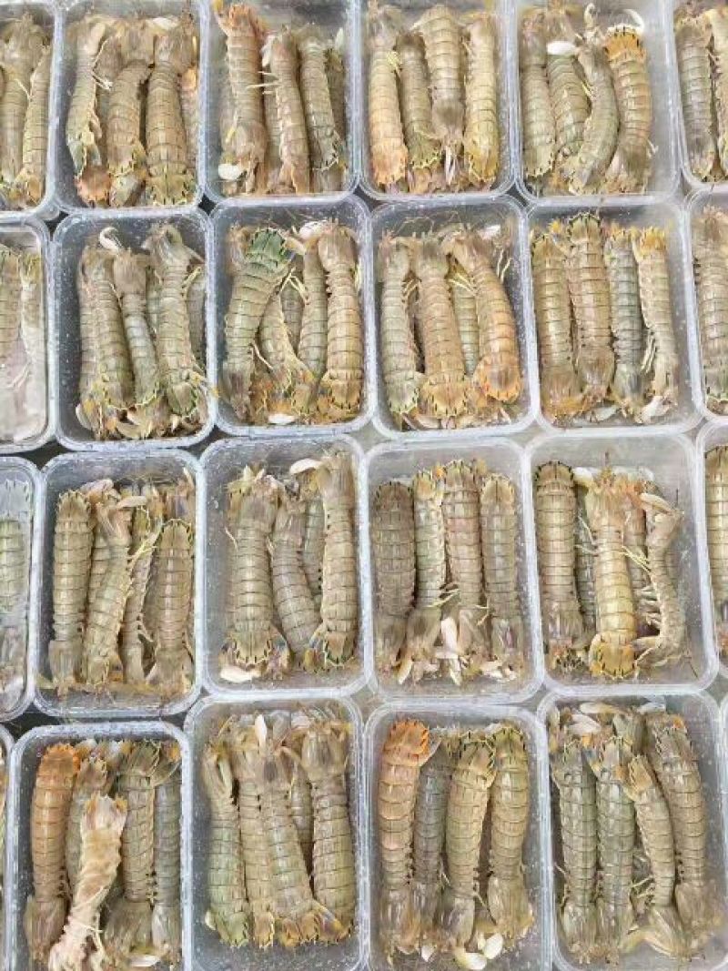 皮皮虾冰鲜虾