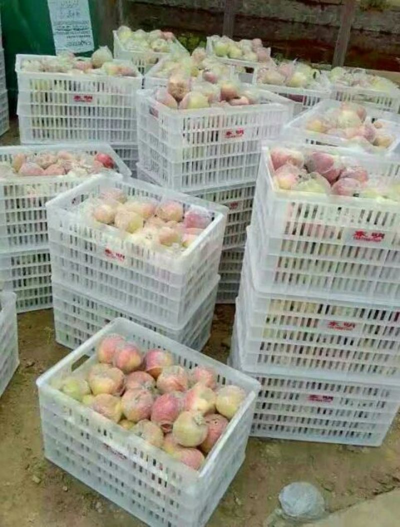 美八苹果上市75mm以上膜袋产地大量供应
