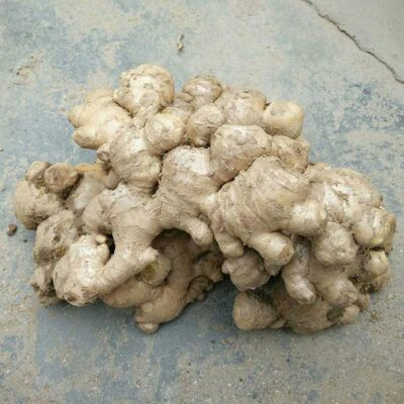 小黄姜产地（大黄姜）一手货源全国发货量大从优