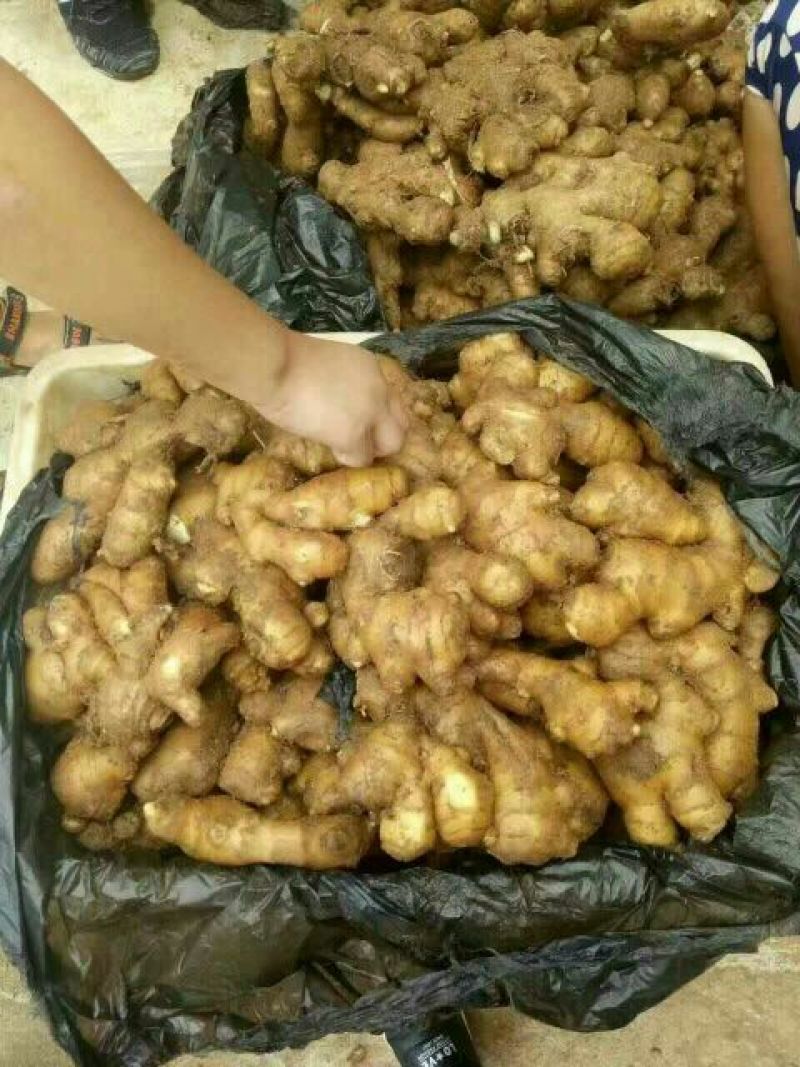小黄姜，常年供应，货源充足，质量保证，随到随装