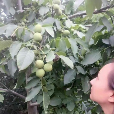 青皮核桃30mm以上青皮湿