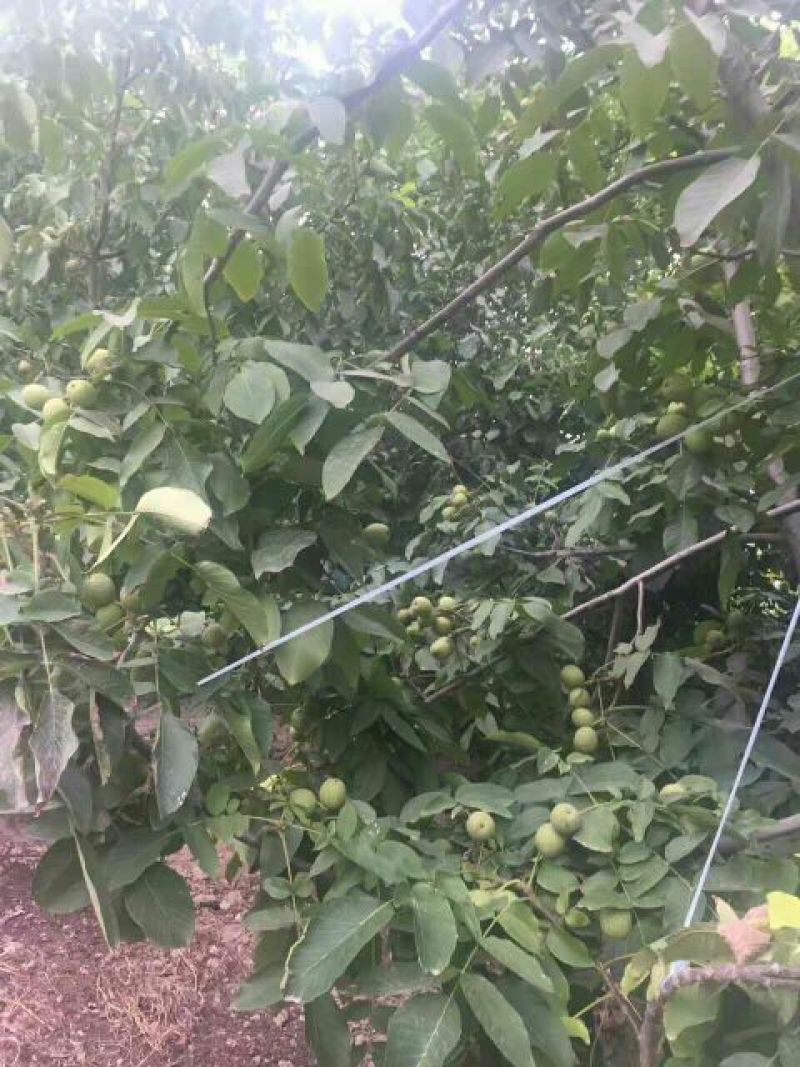 青皮核桃30mm以上青皮湿