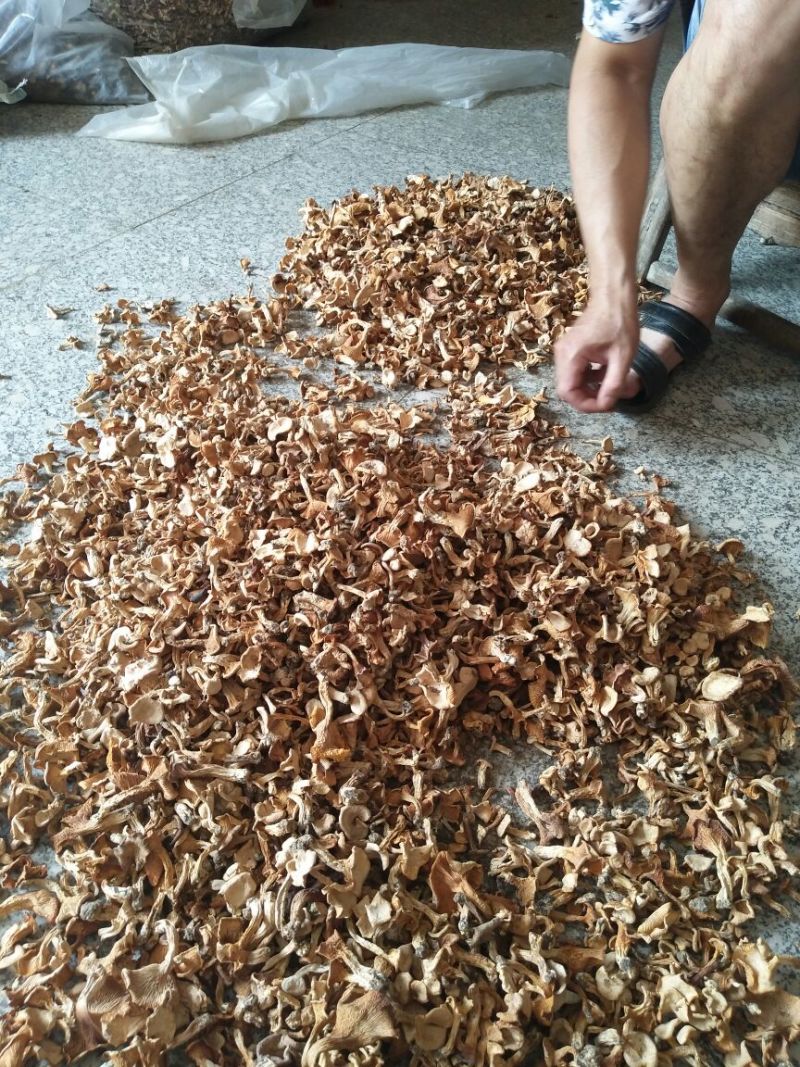 鸡油菌