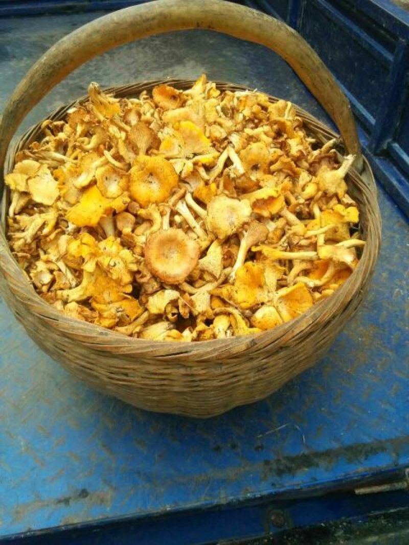 鸡油菌