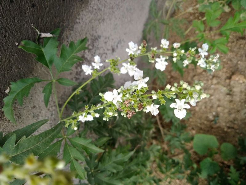 黄荊疙瘩盆景