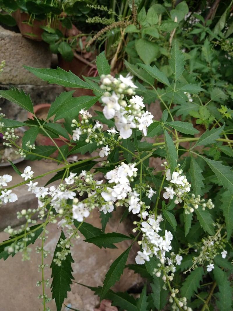 黄荊疙瘩盆景
